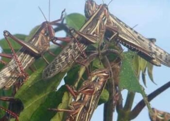 Alertan por plaga de langosta en cinco municipios de Yucatán