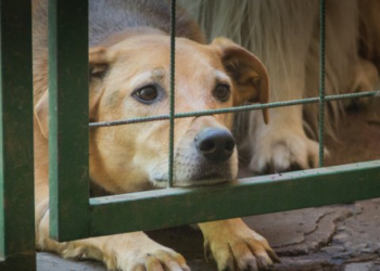 Aumentan casos de omisión de cuidados de mascotas en Hermosillo