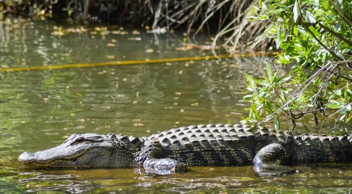 Pescador pierde un brazo en ataque de cocodrilo en Nayarit