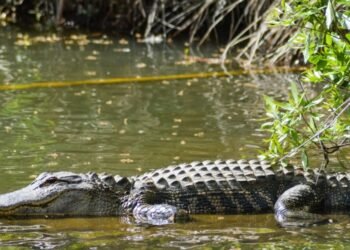 Pescador pierde un brazo en ataque de cocodrilo en Nayarit