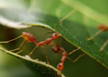 ¿Por qué algunas personas son alérgicas a las hormigas? Causas, síntomas y remedios