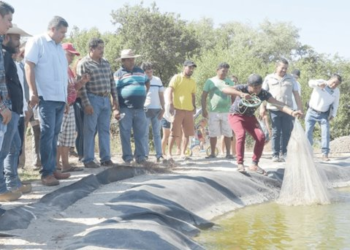 Acuacultura nacional supera las 197 mil toneladas; Sonora es líder