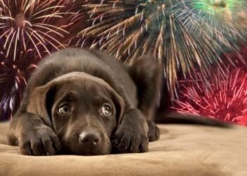 La pirotecnia puede causar hasta la muerte en perros, aseguran animalistas
