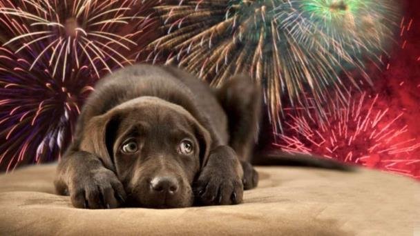 La pirotecnia puede causar hasta la muerte en perros, aseguran animalistas La pirotecnia puede causar hasta la muerte en perros, aseguran animalistas