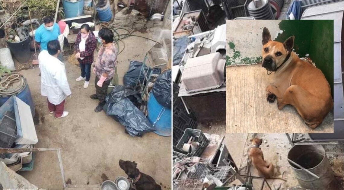 Rescatan a trece perros pitbull hacinados en criadero clandestino de CDMX