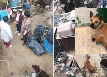Rescatan a trece perros pitbull hacinados en criadero clandestino de CDMX