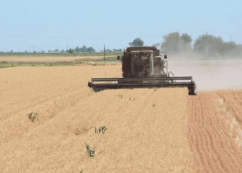 Sonora es líder en producción agrícola