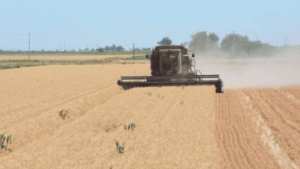 Sonora es líder en producción agrícola Sonora es líder en producción agrícola