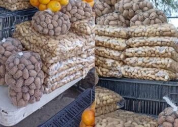 Cae 20% producción de nuez en Sonora