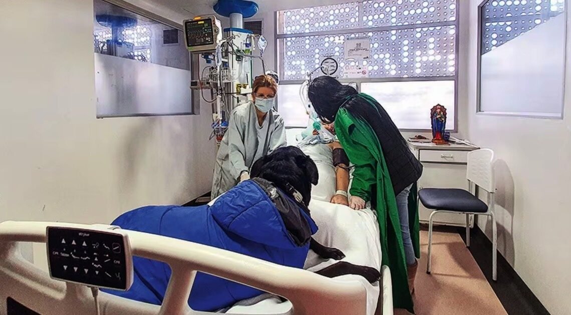 “Dio su vida por ella”: Mujer que estaba en coma despertó cuando su perrito fue a visitarla, pero pocos días después el fiel compañero murió