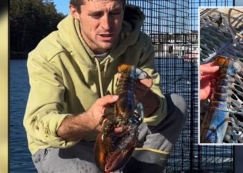 VIDEO: Descubren curiosa langosta de dos colores y dos sexos y la llaman “David Bowie”