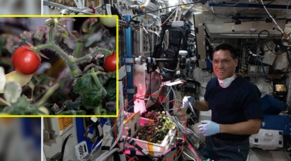 ¡Misterio resuelto! Primer tomate cultivado en el espacio, que desapareció hace 8 meses, ha sido encontrado por astronautas de la NASA