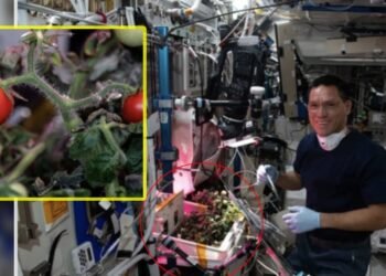 ¡Misterio resuelto! Primer tomate cultivado en el espacio, que desapareció hace 8 meses, ha sido encontrado por astronautas de la NASA