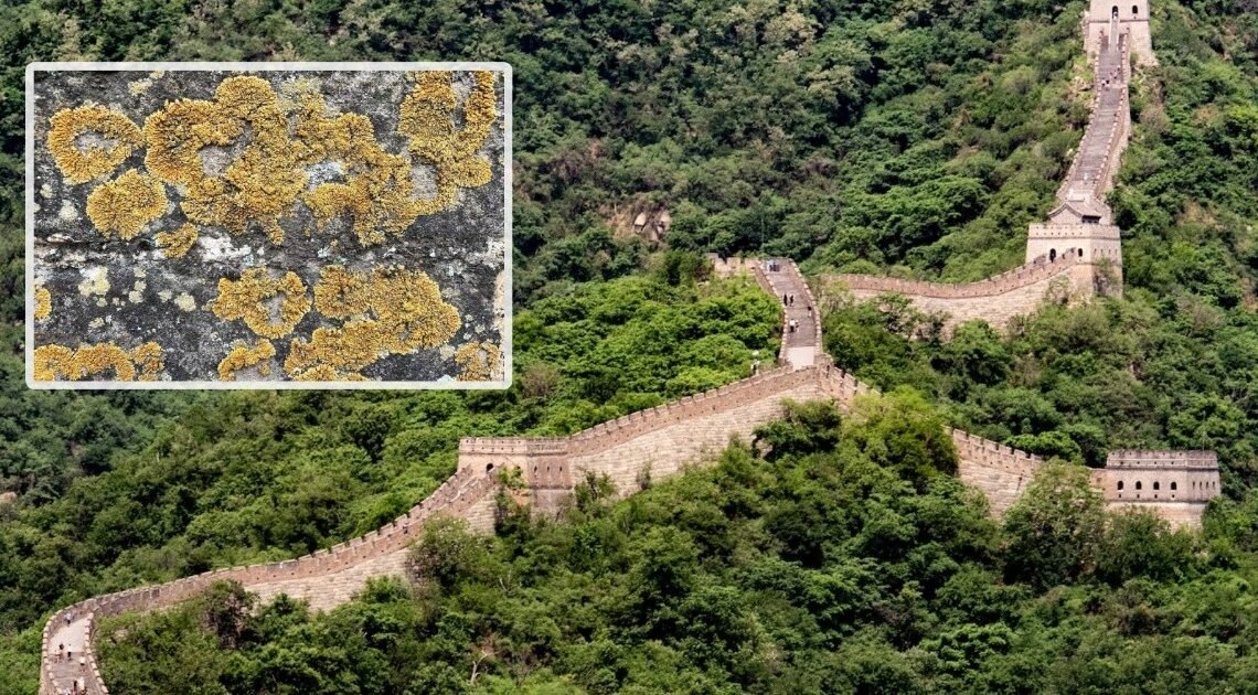 Una “biocorteza” de líquenes y musgo están protegiendo la Gran Muralla China de la erosión, como si se tratara de piel viva