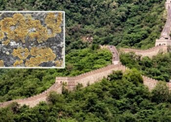 Una “biocorteza” de líquenes y musgo están protegiendo la Gran Muralla China de la erosión, como si se tratara de piel viva