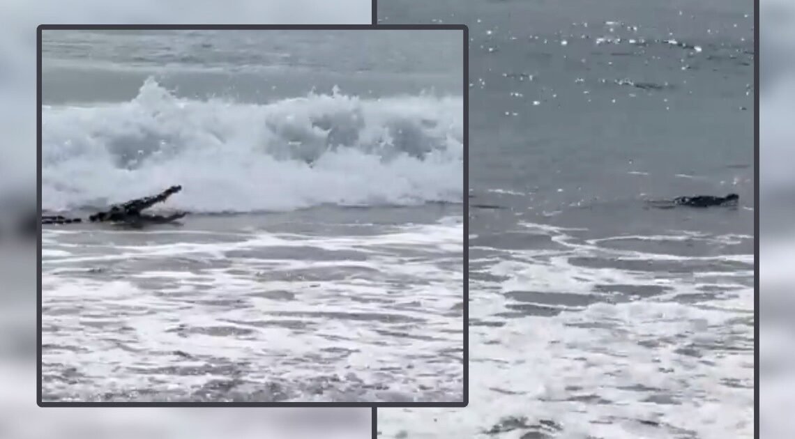 VIDEO: Cocodrilo en playa de Guerrero sorprende a bañistas tras mortal ataque