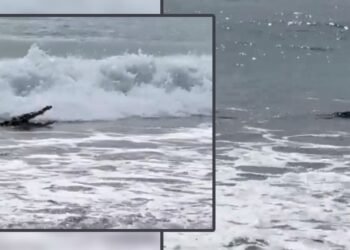 VIDEO: Cocodrilo en playa de Guerrero sorprende a bañistas tras mortal ataque