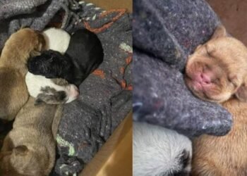 Bomberos de Navojoa rescatan a cachorritos de una alcantarilla