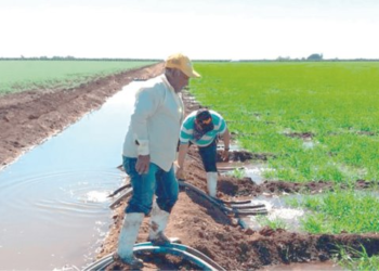 Agricultores de Sonora padecen altos costos y bajas ventas