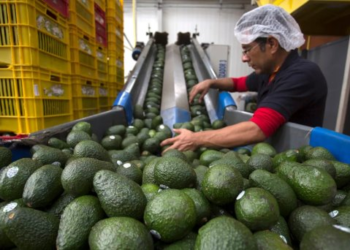 Sonora aumentó 13.7% el valor de sus exportaciones