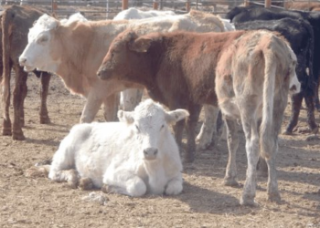 Ganaderos del Valle del Yaqui venden cabezas ante la sequía
