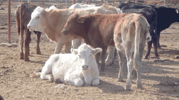 Ganaderos del Valle del Yaqui venden cabezas ante la sequía Ganaderos del Valle del Yaqui venden cabezas ante la sequía