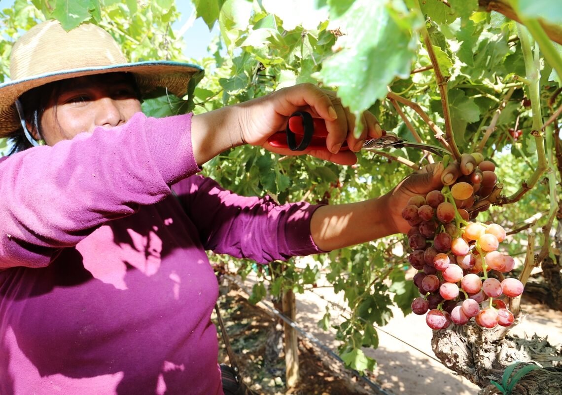 Realiza Gobierno del Estado programa para ofrecer bagazo a agricultores locales