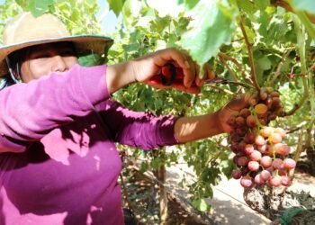 Realiza Gobierno del Estado programa para ofrecer bagazo a agricultores locales
