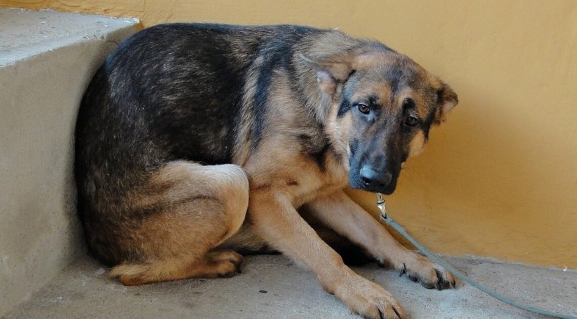 Reportes por mascotas perdidas en Año Nuevo se duplicaron Reportes por mascotas perdidas en Año Nuevo se duplicaron