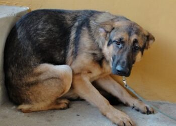 Reportes por mascotas perdidas en Año Nuevo se duplicaron