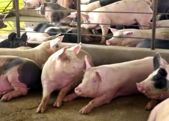 Porcicultores de Sonora se declaran en crisis; cierran 15 granjas