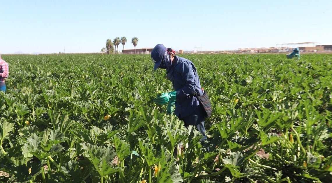 No se reportan daños en campos agrícolas de Hermosillo por heladas