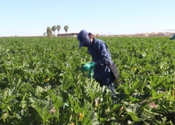 No se reportan daños en campos agrícolas de Hermosillo por heladas