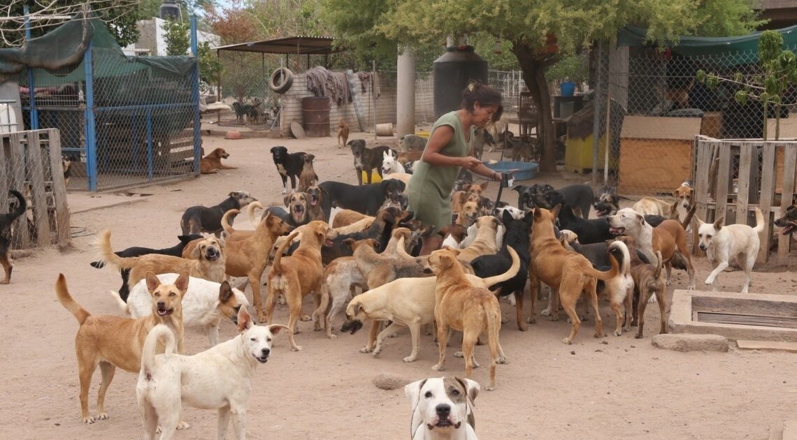 Carecen de alimento 189 perros en refugio del Molino de Camou