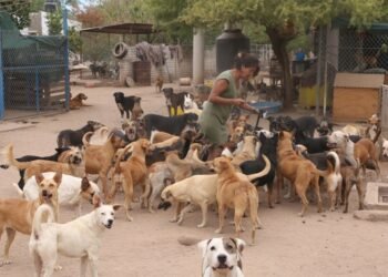Carecen de alimento 189 perros en refugio del Molino de Camou