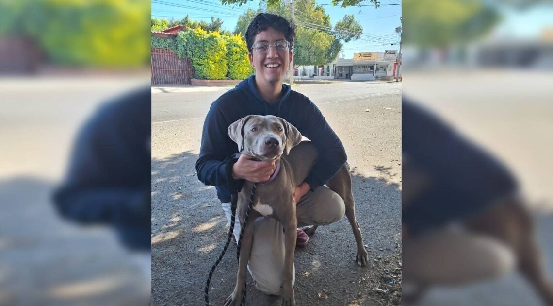 Por la pirotecnia reciben Año Nuevo sin sus mascotas