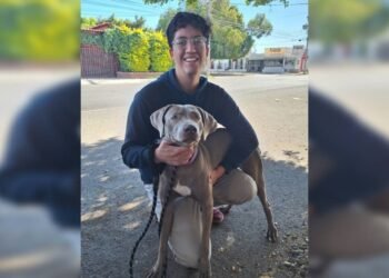 Por la pirotecnia reciben Año Nuevo sin sus mascotas