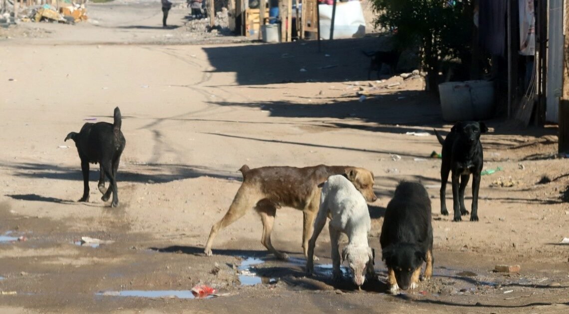 Se calcula que en calles de Hermosillo viven 175 mil perros; buscan ampliar programa de esterilizaciones en 2024