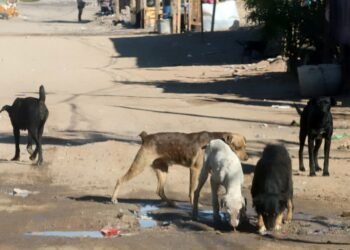 Se calcula que en calles de Hermosillo viven 175 mil perros; buscan ampliar programa de esterilizaciones en 2024