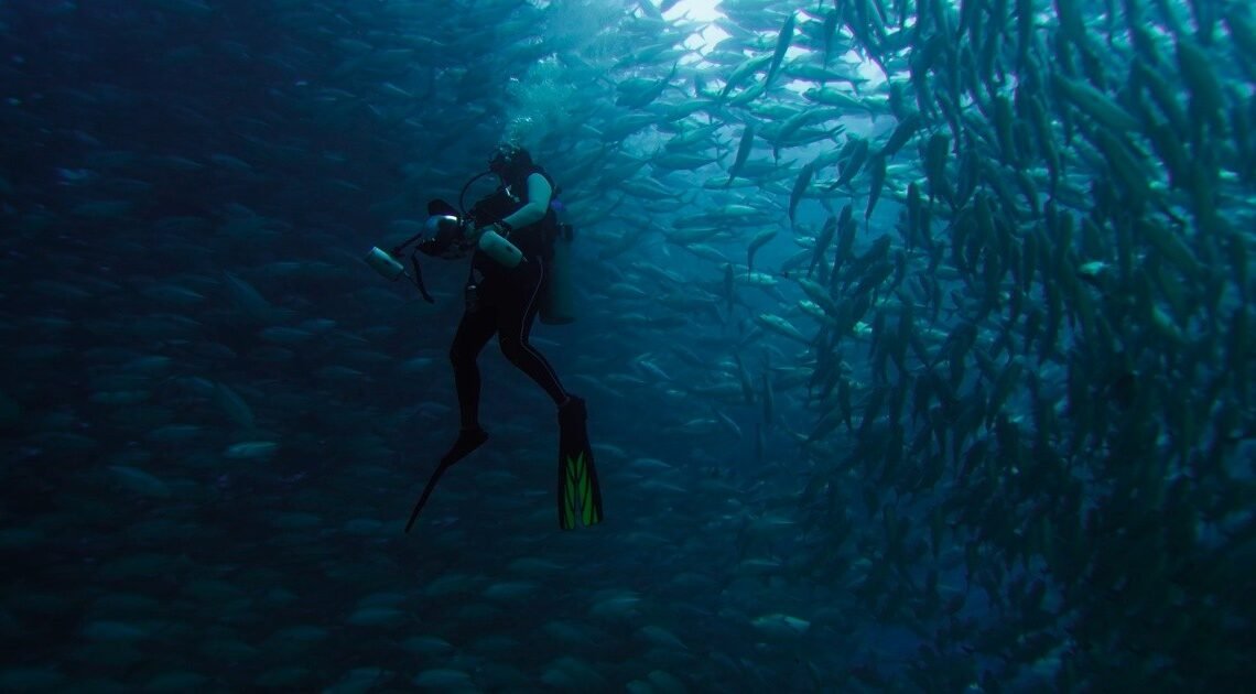 Se sumerge en el Mar de Cortés y captura imágenes para “Bajo el Bermejo” | Noticias de México