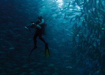 Se sumerge en el Mar de Cortés y captura imágenes para “Bajo el Bermejo” | Noticias de México