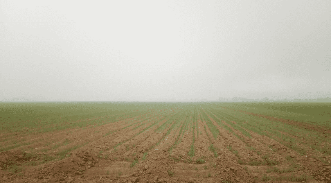 Denuncian contaminación por quema de espárrago en el Valle del Yaqui Denuncian contaminación por quema de espárrago en el Valle del Yaqui