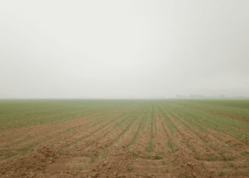 Denuncian contaminación por quema de espárrago en el Valle del Yaqui
