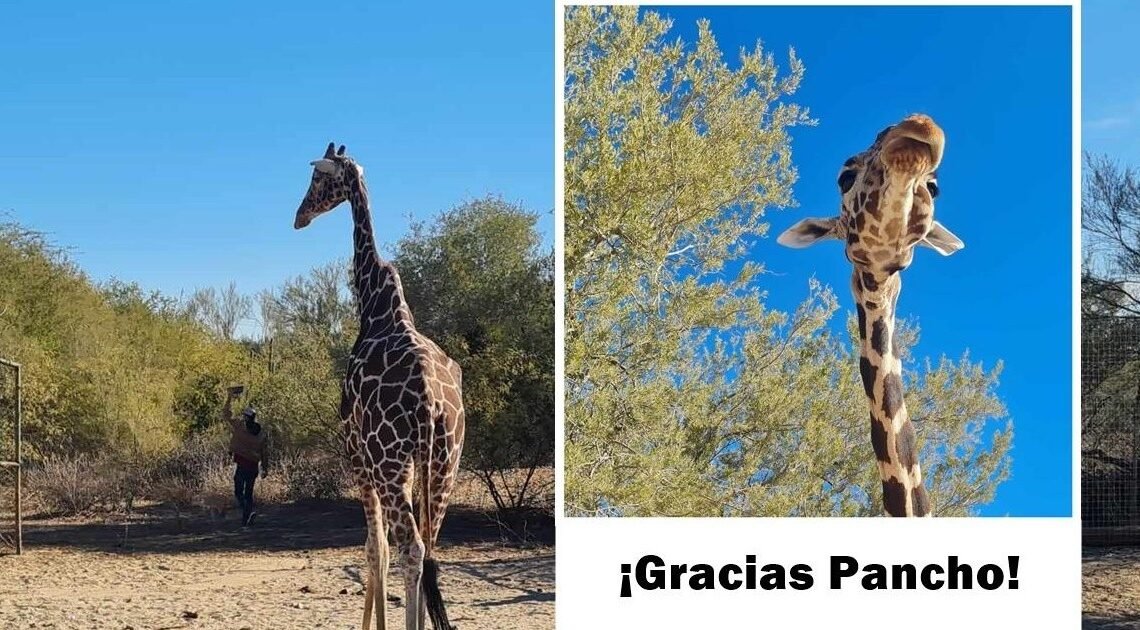 ¡Merecido descanso! “Pancho” la jirafa del Centro Ecológico de Sonora se retira hoy tras 26 años en el ecosafari