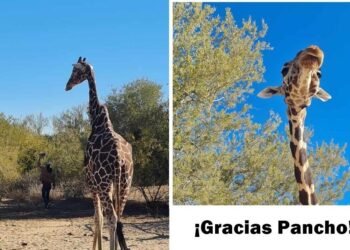 ¡Merecido descanso! “Pancho” la jirafa del Centro Ecológico de Sonora se retira hoy tras 26 años en el ecosafari