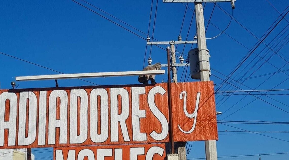 Bomberos de Hermosillo salvan a un lince en la colonia Ley 57