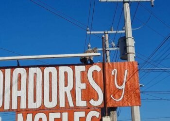 Bomberos de Hermosillo salvan a un lince en la colonia Ley 57
