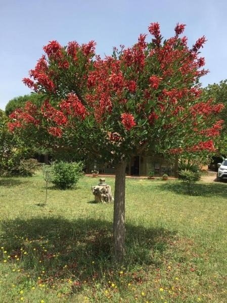 Árbol de Coral