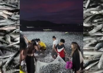 Éxodo acuático: Miles de peces ‘huyen’ del mar en Filipinas, desatando teorías desconcertantes.
