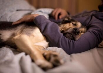 Beneficios y riesgos de dormir con tu perro